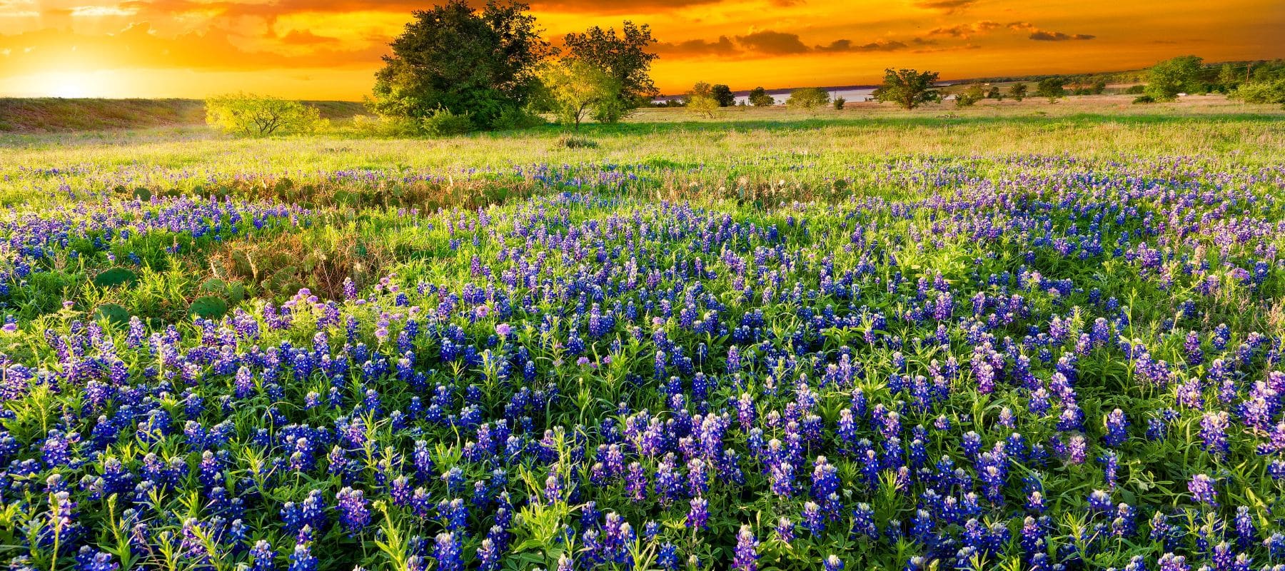 blue bonnet field in weatherford texas