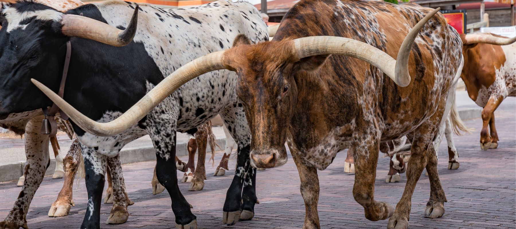 Close-up of Texas Longhorn cattle with distinctive long, curved horns walking on a paved street. The cattle have various coat patterns, including speckled and solid colors, reflecting the breed's characteristic diversity