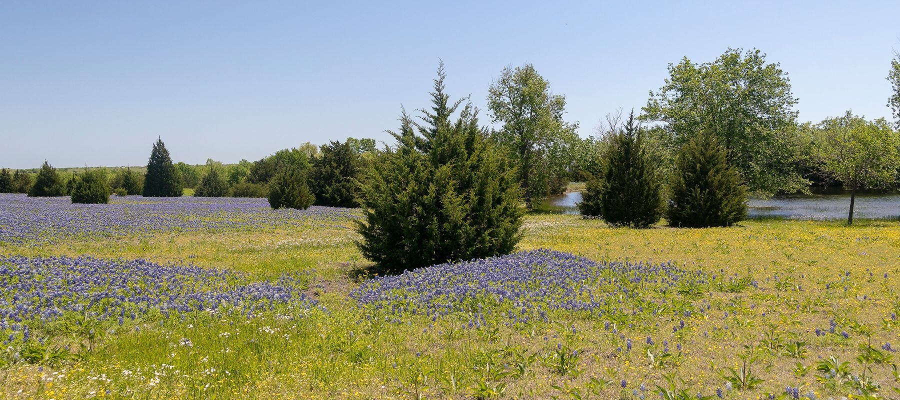 wide view of a field of grass filled with trees and bluebonnets in the grass